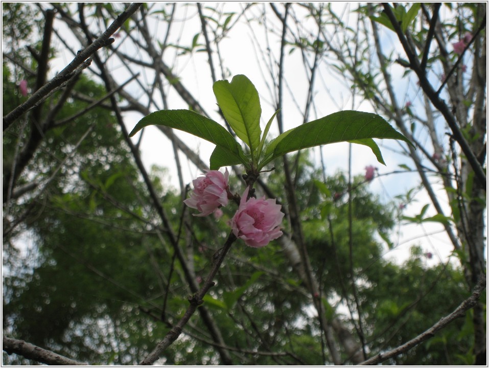 2013-03-07 13-28-15步道旁的桃花.JPG